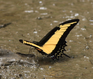 Androgeus Swallowtail (Heraclides androgeus). Challa, Yungas, Bolivia. D. 25 January 2008. Photographer: Lars Andersen