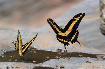Thoas Swallowtails, (Heraclides thoas). Rio Zongo, Yungas. d. 17 february 2008. Photographer: Lars Andersen