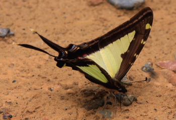 Dioxippus Kite Swallowtail (Protographium dioxippus). Rio Zongo, Yungas. d. 17 february 2008. Photographer: Lars Andersen