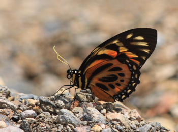 Papilio zagreus. Rio Coroico. Yungas, Bolivia. d. 18 February 2008. Photographer: Lars Andersen 