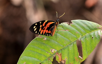 Papilio zagreus. Rio Coroico. Yungas, Bolivia. d. 18 February 2008. Photographer: Lars Andersen 