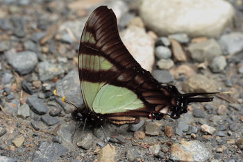 Serville Kite Swallowtail (Eurytides serville). Rio Zongo, Yungas. d. 9 february 2008. Photographer: Lars Andersen