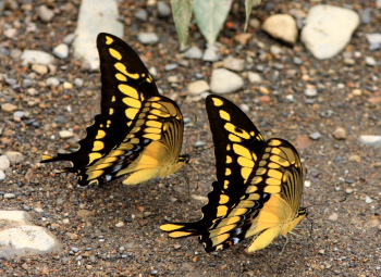 Thoas Swallowtails, (Heraclides thoas). Caranavi, Yungas. d. 5 february 2008. Photographer: Lars Andersen