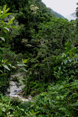 Rio Zongo,  between Caranavi and Guarnay, Yungas. d. 2 february 2008. Photographer: Lars Andersen