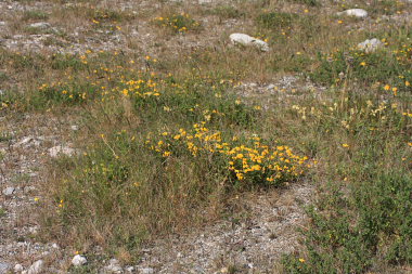 Almindelig Kllingetand, Lotus corniculatus som er vrtsplante for Grbndet bredpande. Glatved strand. d. 31 Maj 2008. Fotograf: Lars Andersen