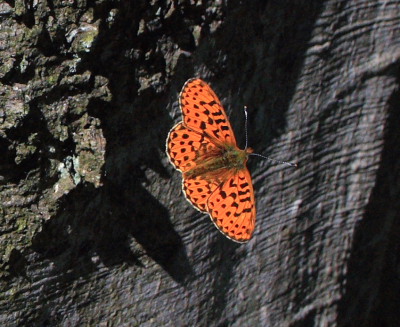 Rødlig Perlemorsommerfugl, Boloria euphrosyne. Storeskov/Søholt, Lolland. kl.: 15:58:21, d. 11 Maj 2008. Fotograf: Lars Andersen