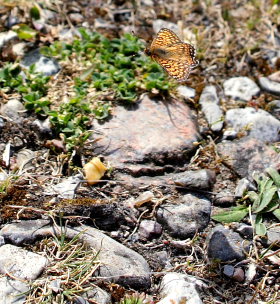 Okkergul pletvinge, Melitaea cinxia. Jernhatten, Djursland, d. 31/5 2008. Fotograf: Lars Andersen