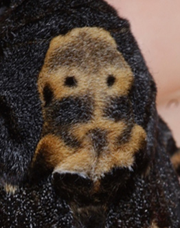 Ddningehoved, Acherontia atropos fra Jersie Strand, Kge Bugt, Sjlland, Danmark. Leg Nikolaj Kleissl fra importeret g d. 10 September 2008. Fotograf: Lars Andersen