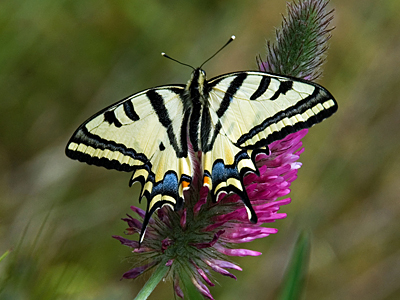 Alexanors Svalehale, Papilio alexanor. Samos, d. 21 Maj 2008. Fotograf: Jens Stolt