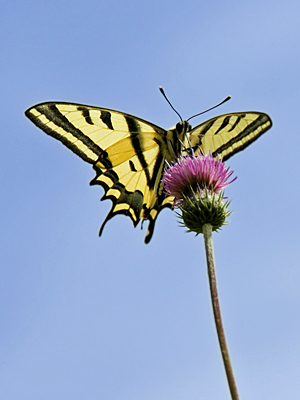 Alexanors Svalehale, Papilio alexanor. Samos, d. 21 Maj 2008. Fotograf: Jens Stolt