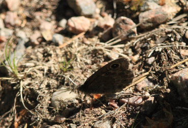 Berggräsfjäril, Lasiommata petropolitana. Bäckebo, Småland, Sverige. d. 25 Maj 2008. Fotograf: Lars Andersen