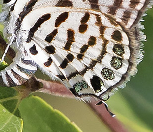Lille Tigerblåfugl, Tarucus balkanicus. Kerkini Lake National Park, Grækenland d. 7 juli 2020. Fotograf; Knud Ellegaard