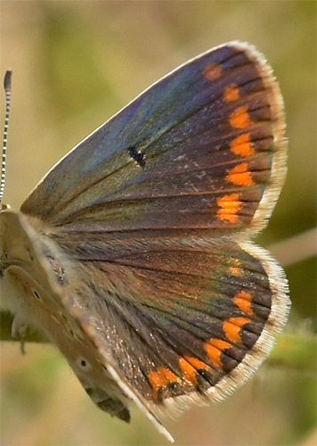 Sydlig Sortbrun Blåfugl, Aricia montensis hun. Bronchales, Aragon, Spanien d. 31 juli 2020. Fotograf; John Vergo