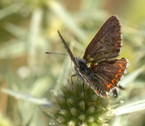 Sydlig Sortbrun Blåfugl, Aricia montensis han. Bronchales, Aragon, Spanien d. 31 juli 2020. Fotograf; John Vergo