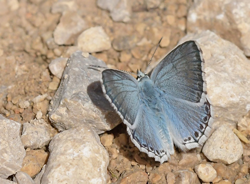 Spansk Sølvblåfugl, Lysandra caelestissima han. Tragacete, Aragon, Spanien d. 1 august 2020. Fotograf; John Vergo