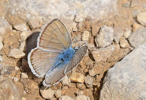 Spansk Blåfugl, Polyommatus nivescens. Noguera, Aragon, Spanien d. 31 juli 2020. Fotograf; John Vergo