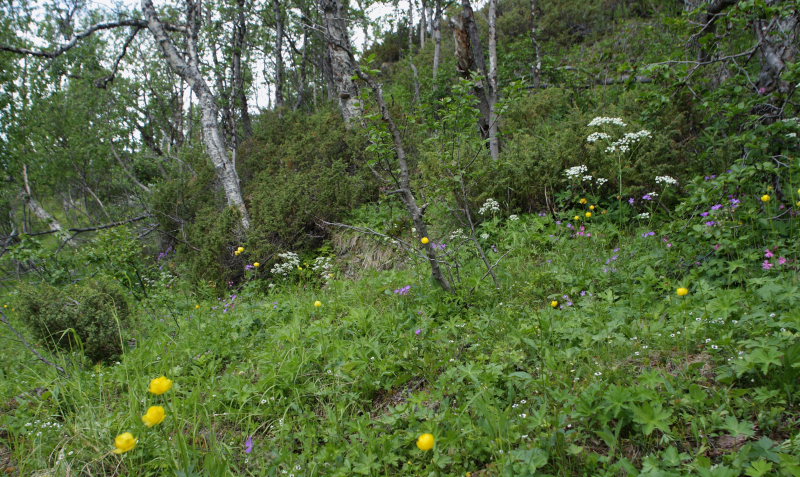 Lokalitet for Bjergperlemorsommerfugl, Boloria thore. Djupviken, Lappland. d. 7 Juli 2008. Fotograf: Lars Andersen
