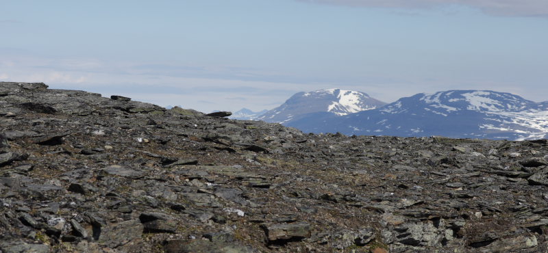 Gohpascorru toppen 1304 m.h. Sapmi/Lappland, Sverige. d. 9 juli 2008.Her har  fotografen: Lars Andersen set Dværgperlemorsommerfuglen tilbage i 1985!