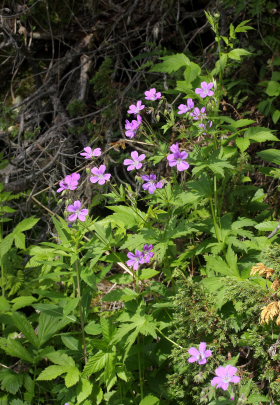 Skogsnäva, (Geranium sylvaticum ssp.: rivulare). Djupviken, 450 m.h. Torneträsk, Lappland, Sverige d. 7 juli 2008. Fotograf: Lars Andersen