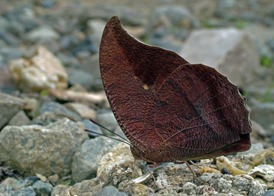 King Leafwing, Polygrapha tyrianthina.  Yolosa og Unduarvi i 2600 m.h. d. 3 Januar 2005. Fotograf: Lars Andersen