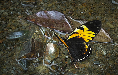 Black Mimic Swallowtail, Pterourus bachus chrysomelus (Rothschild & Jordan, 1906) , en Svalehale som deler udseende med den forgående heliconidae, på vejen imellem Yolosa og Caranavi, Yungas, Bolivia. 800 m.h. 11 Januar 2005. Fotograf: Lars Andersen