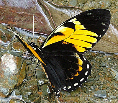 En Papilio bachus fra Yungas, på vejen imellem Yolosa og Caranavi, 800 m.h. i Januar 2005. Fotograf: Lars Andersen