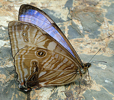 Morpho sulkowskyi om the road between Yolosa and Unduarvi. 2600 m.a. This morpho are damages after contact with a car! date 3 January 2005. Photographer: Lars Andersen