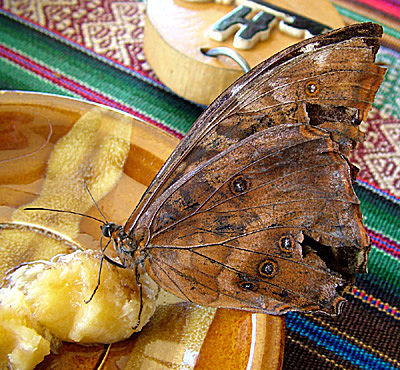 Morpho telemachus p spisebord, Hotel Esmeralda, Coroico, Yungas, Bolivia d. 8 Januar 2005. Fotograf: Lars Andersen