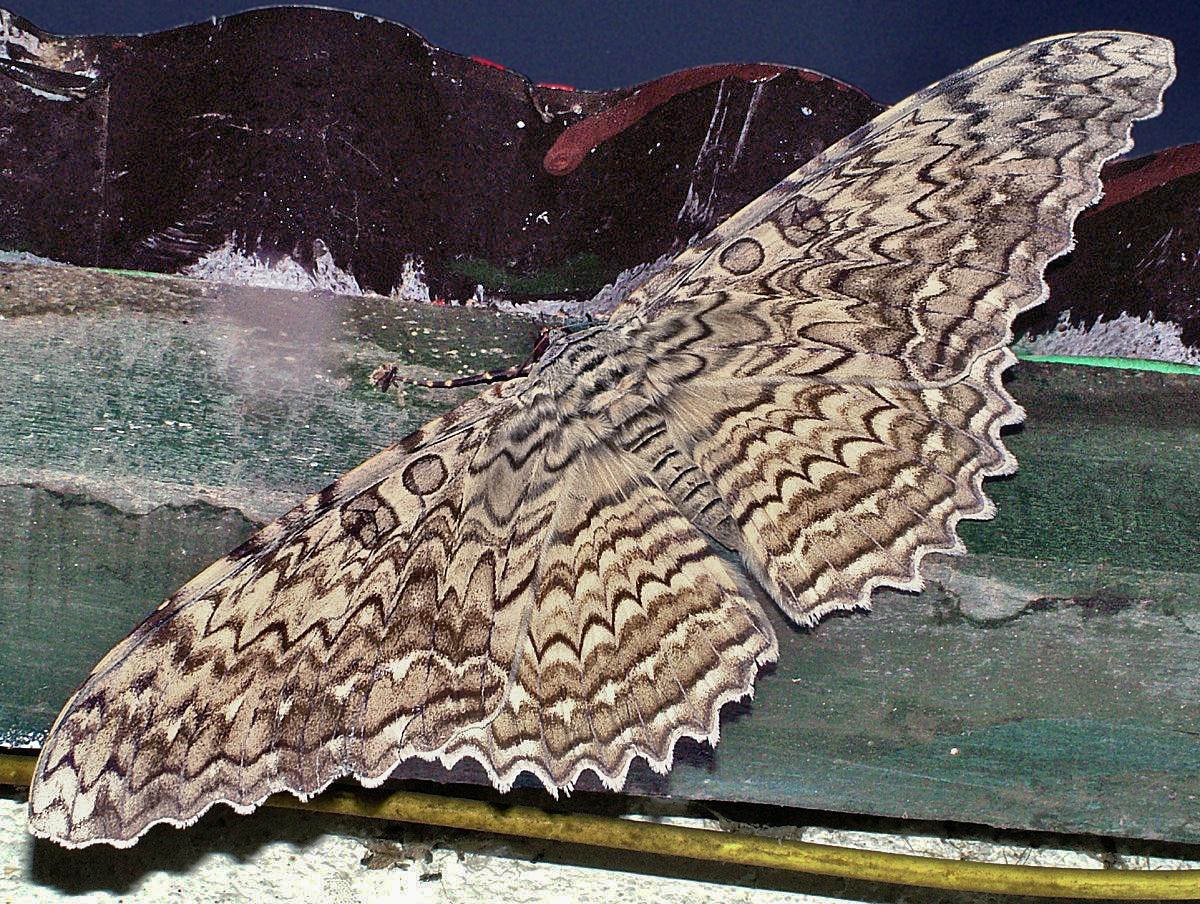 Thysania agrippina  Verdens største sommerfugl i vingefang, den er ca. 30 cm. Tidligt om morgenen i Coroico d. 18 Januar 2005. Fotograf: Lars Andersen