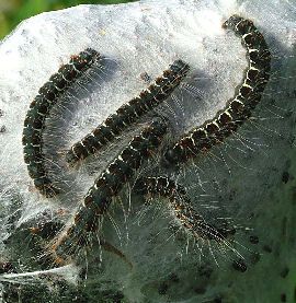 Uldhale,Eriogaster lanestris. Et larvekuld med deres bo. Mittlandsskogen, land, Sverige. 6 juni 2004