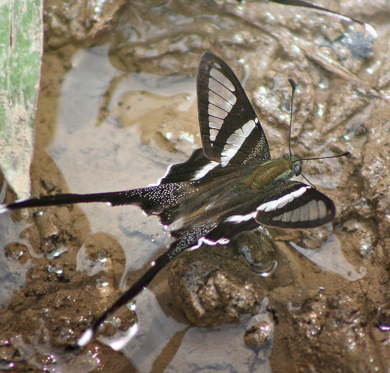 White Dragontail, Lamproptera curius (Fabricius, 1787), familie Papilionidae. Erawan Waterfall, Thailand 2006. Fotograf; Anne Drgemller Lund
