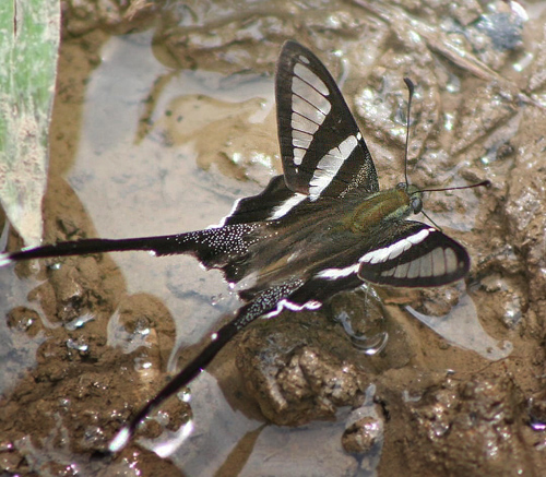 White Dragontail, Lamproptera curius (Fabricius, 1787), familie Papilionidae. Erawan Waterfall, Thailand 2006. Fotograf; Anne Drøgemüller Lund