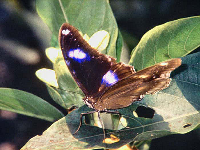 Danaid Eggfly, Hypolimnas misippus male. Chitwan Nat. park, Nepal november 1995. Photographer: Lars Andersen