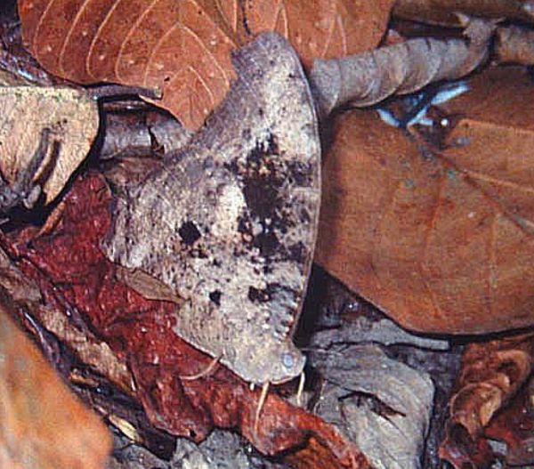 Common Evening Brown, Melanitis leda. Chitwan National park, 280 m. Nepal, december 1995. Photographer; Lars Andersen 