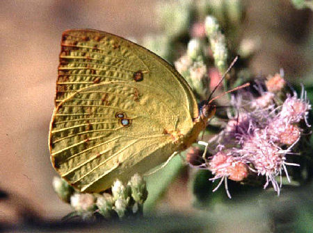 Lemon Migrant (Catopsilia pomona). Chitwan National Park. Nepal. Det sydlige lavland ved grænsen til Indien. November 1995. Fotograf: Lars Andersen