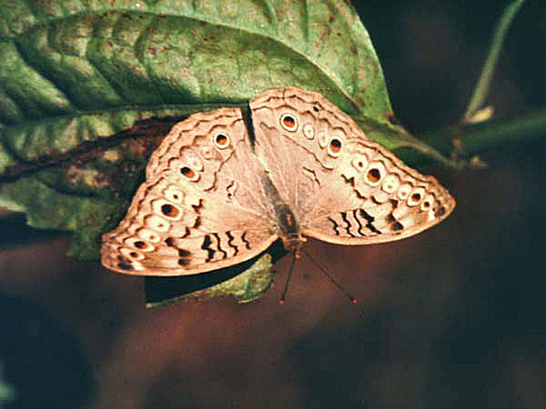 Grey Pansy, Junonia atlites. Chitwan National Park.Det sydlige lavland ved grænsen til Indien dec. 1995. Fotograf; Lars Andersen