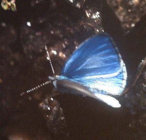 Hill Hedge Blue, Celastrina argiolus iynteana (de Nicville, 1884). Syabru, 2000 m. Langtang, Nepal, Oktober 1995. Photographer: Lars Andersen