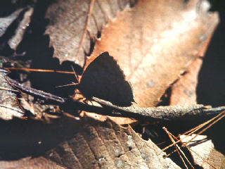 Dark Himalayan Oakblue, Arhopala rama her sidder den med lukkede vinger i vissent lv af Himalayan oak, Q.lanata/lanuginosa. Syabru, 2000 m. Langtang, Nepal. Oktober 1995. Fotograf: Lars Andersen