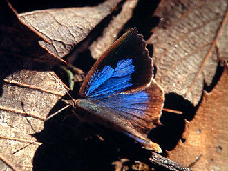 Arhopala rama (Kollar,1844). Syabru, Langtang, Nepal i 2000 m. Oktober 1995. Fotograf: Lars Andersen