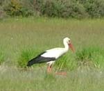 Hvid stork. Alvaret, Lenstad land, Sverige. 6 juni 2004