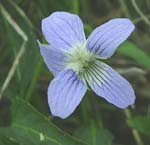 En endemisk plante den meget sjldne Stor viol, Viola elatior. Alvaret, Lenstad land, Sverige. 6 juni 2004