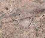 En forhistorisk Blksprutte af slgten Ortoceratiter fra Holenkalksten i den Ordoviciumske periode fra ca 490 milioner r siden. Alvaret, Lenstad land, Sverige. 6 juni 2004