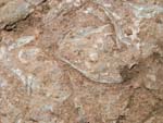 En forhistorisk Armfod af slgten Brakiopoderne fra Holenkalksten i den Ordoviciumske periode fra ca 490 milioner r siden. Alvaret, Lenstad land, Sverige. 6 juni 2004