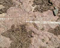 En forhistorisk blksprutte bagparti af slgten Endoceras fra Holenkalksten i den Ordoviciumske periode fra ca 490 milioner r siden. Alvaret, Lenstad land, Sverige. 6 juni 2004