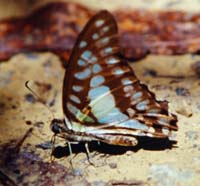 Common Jay, Graphium doson. Khao Nor Chuchi Lowland Forest. Thailand. marts/maj 1997. Fotograf Rikke Mortensen