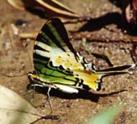 Fivebar Swordtail, Graphium antiphates. Khao Nor Chuchi Lowland Forest. Thailand. marts/maj 1997. Fotograf Rikke Mortensen