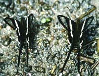 Green Dragontail, Lamproptera meges. Khao Nor Chuchi Lowland Forest. Thailand. marts/maj 1997. Fotograf Rikke Mortensen