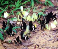 Common Mormon, Menaelaides polytes og Piridae species. Khao Nor Chuchi Lowland Forest. Thailand. marts/maj 1997. Fotograf Rikke Mortensen