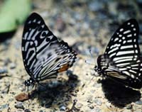 The Circe Butterfly, Hestina mimetica & Lesser Zebra, Graphium macareus. Khao Nor Chuchi Lowland Forest. Thailand. marts/maj 1997. Fotograf Rikke Mortensen