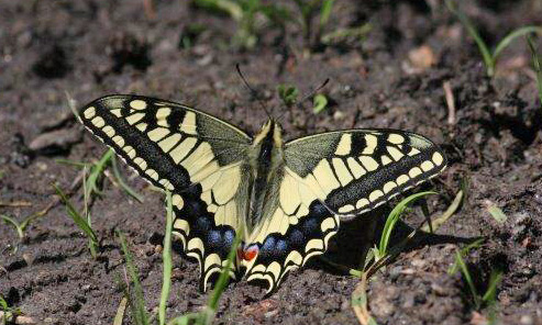 Swallowtail, Papilio machaon. Tamga, Kyrgyzstan d. 13 june 2008. Photographer; Erling Krabbe